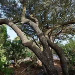 Cruzitta Stintino